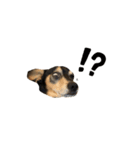 荒井家の犬's（2）（個別スタンプ：4）
