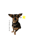 荒井家の犬's（2）（個別スタンプ：6）