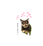 荒井家の犬's（2）（個別スタンプ：7）
