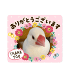 いちごくんは白文鳥（個別スタンプ：1）