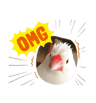 いちごくんは白文鳥（個別スタンプ：2）