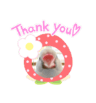 いちごくんは白文鳥（個別スタンプ：3）