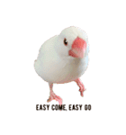 いちごくんは白文鳥（個別スタンプ：7）