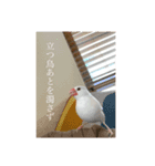 いちごくんは白文鳥（個別スタンプ：9）