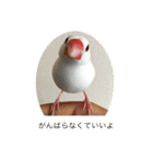 いちごくんは白文鳥（個別スタンプ：10）