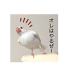 いちごくんは白文鳥（個別スタンプ：11）