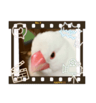 いちごくんは白文鳥（個別スタンプ：13）