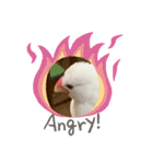 いちごくんは白文鳥（個別スタンプ：15）