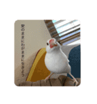いちごくんは白文鳥（個別スタンプ：16）