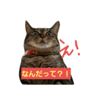 きなこたろももぽぽぽんずもっぷ（個別スタンプ：3）