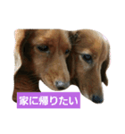 きなこたろももぽぽぽんずもっぷ（個別スタンプ：5）