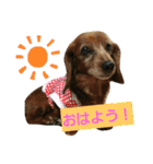 きなこたろももぽぽぽんずもっぷ（個別スタンプ：7）
