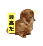 きなこたろももぽぽぽんずもっぷ（個別スタンプ：10）
