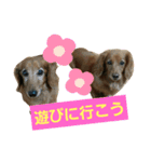 きなこたろももぽぽぽんずもっぷ（個別スタンプ：14）