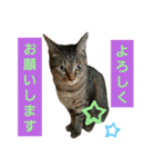 きなこたろももぽぽぽんずもっぷ（個別スタンプ：15）