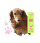 きなこたろももぽぽぽんずもっぷ（個別スタンプ：16）
