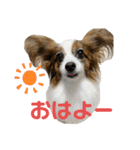 パピヨンのシェリちゃん 実写スタンプ（個別スタンプ：1）
