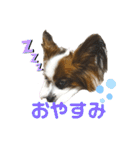 パピヨンのシェリちゃん 実写スタンプ（個別スタンプ：2）