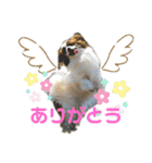 パピヨンのシェリちゃん 実写スタンプ（個別スタンプ：7）