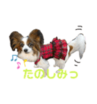 パピヨンのシェリちゃん 実写スタンプ（個別スタンプ：10）
