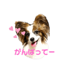 パピヨンのシェリちゃん 実写スタンプ（個別スタンプ：11）