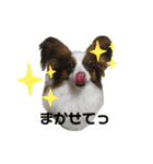 パピヨンのシェリちゃん 実写スタンプ（個別スタンプ：12）
