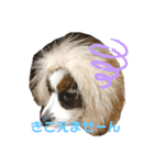 パピヨンのシェリちゃん 実写スタンプ（個別スタンプ：17）