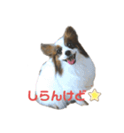 パピヨンのシェリちゃん 実写スタンプ（個別スタンプ：25）