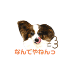 パピヨンのシェリちゃん 実写スタンプ（個別スタンプ：27）