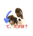 パピヨンのシェリちゃん 実写スタンプ（個別スタンプ：28）