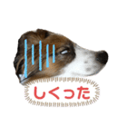 パピヨンのシェリちゃん 実写スタンプ（個別スタンプ：30）