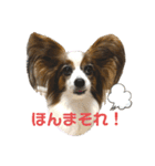 パピヨンのシェリちゃん 実写スタンプ（個別スタンプ：31）