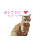 猫＆犬…時々ボク（個別スタンプ：1）