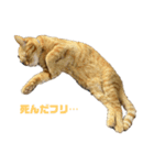 猫＆犬…時々ボク（個別スタンプ：4）