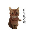 猫＆犬…時々ボク（個別スタンプ：5）