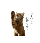 猫＆犬…時々ボク（個別スタンプ：6）