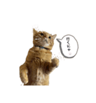 猫＆犬…時々ボク（個別スタンプ：7）
