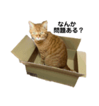 猫、犬…時々ボク2（個別スタンプ：1）