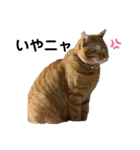 猫、犬…時々ボク2（個別スタンプ：3）