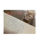 猫、犬…時々ボク2（個別スタンプ：4）