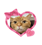 猫、犬…時々ボク2（個別スタンプ：5）