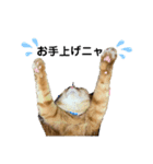 猫、犬…時々ボク2（個別スタンプ：7）