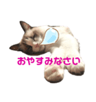 ラグドールのリンちゃん（個別スタンプ：5）