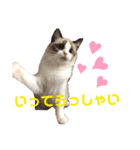 ラグドールのリンちゃん（個別スタンプ：7）