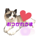 ラグドールのリンちゃん（個別スタンプ：8）