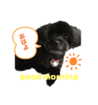 チワプーです。（個別スタンプ：1）