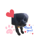 チワプーです。（個別スタンプ：2）