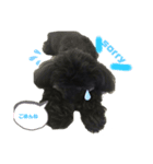 チワプーです。（個別スタンプ：6）