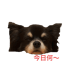 ジルちゃんの日常（個別スタンプ：3）