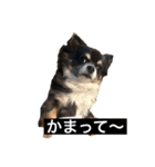 ジルちゃんの日常（個別スタンプ：5）